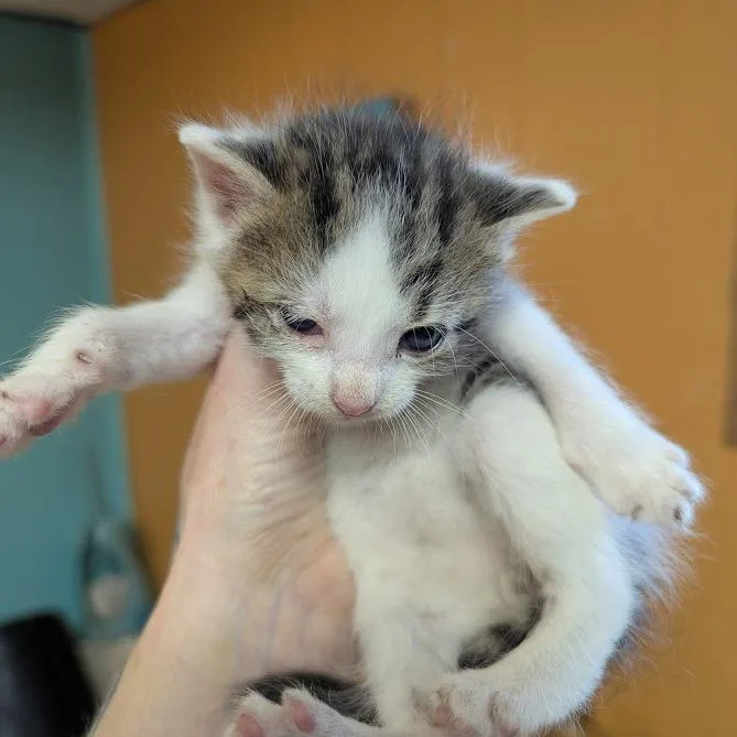 A baby small-sized male Brown / Chocolate Domestic Short Hair cat named Cranberry for adoption in Johnstown, PA