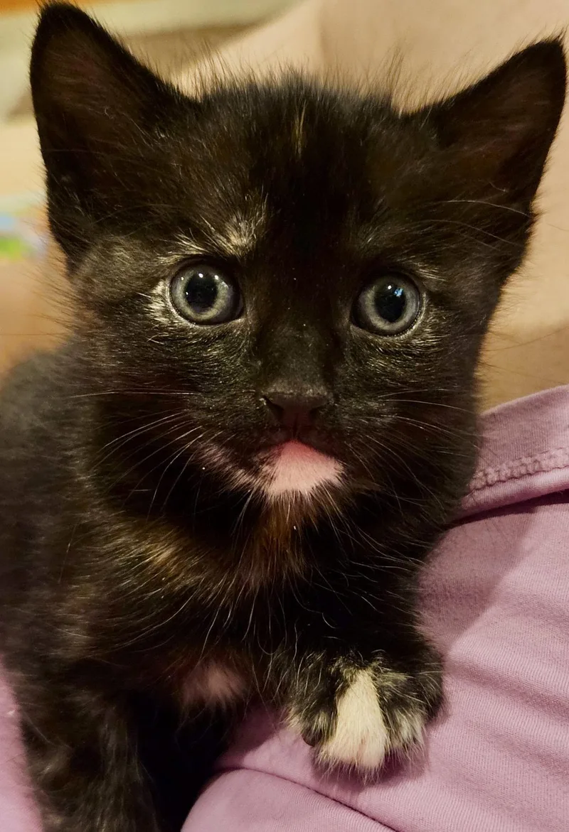 Evie  Bonded With thumbnail 2