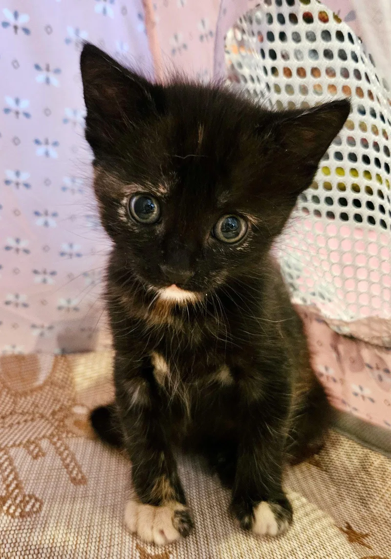 Evie  Bonded With thumbnail 3