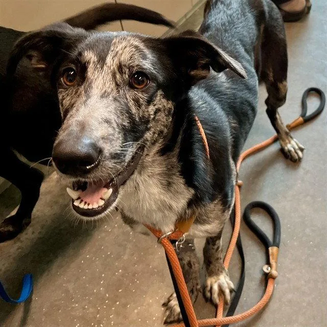 A young large-sized female German Shepherd Dog dog named Tundra for adoption in Tavares, FL