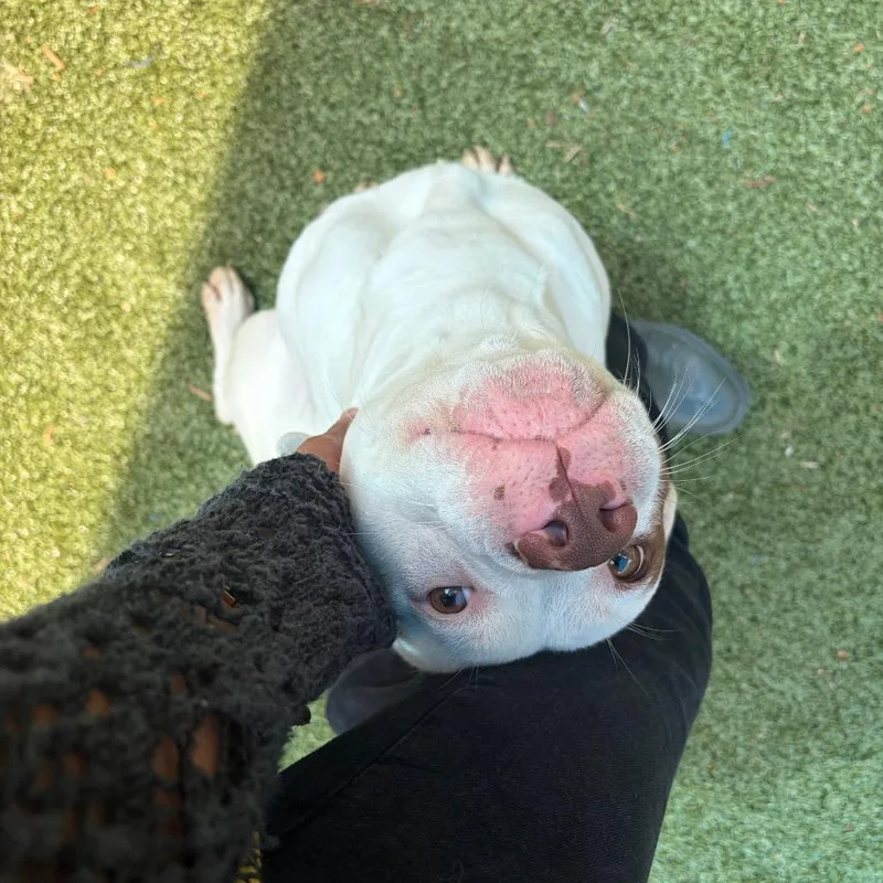 An adult medium-sized male White / Cream Pit Bull Terrier dog named Luke Skywalker for adoption in Greensboro, NC