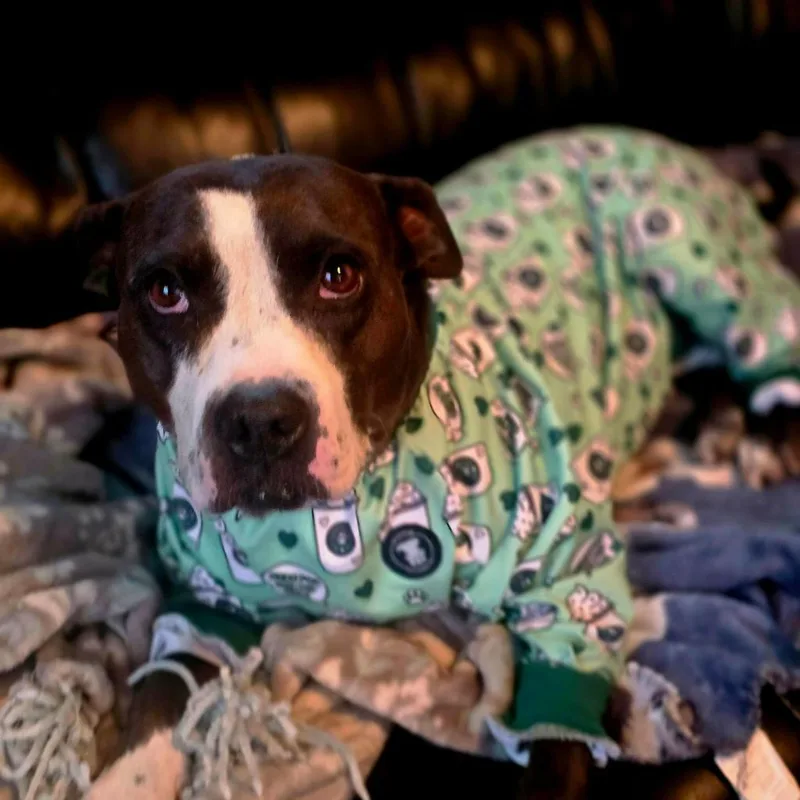 Pipi Poppins V thumbnail 2