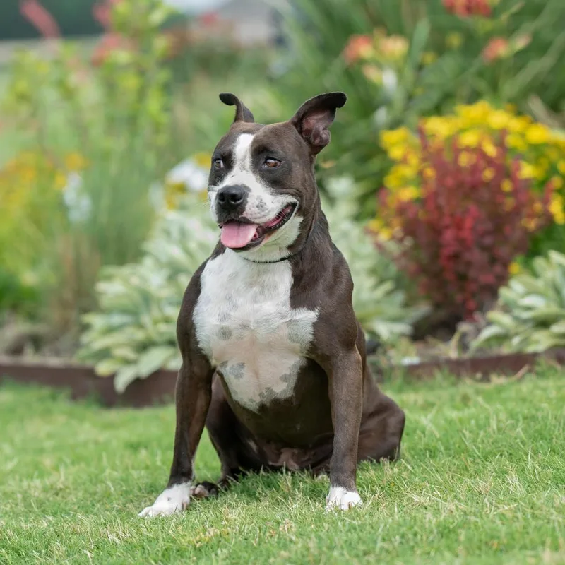 Pipi Poppins V thumbnail 6