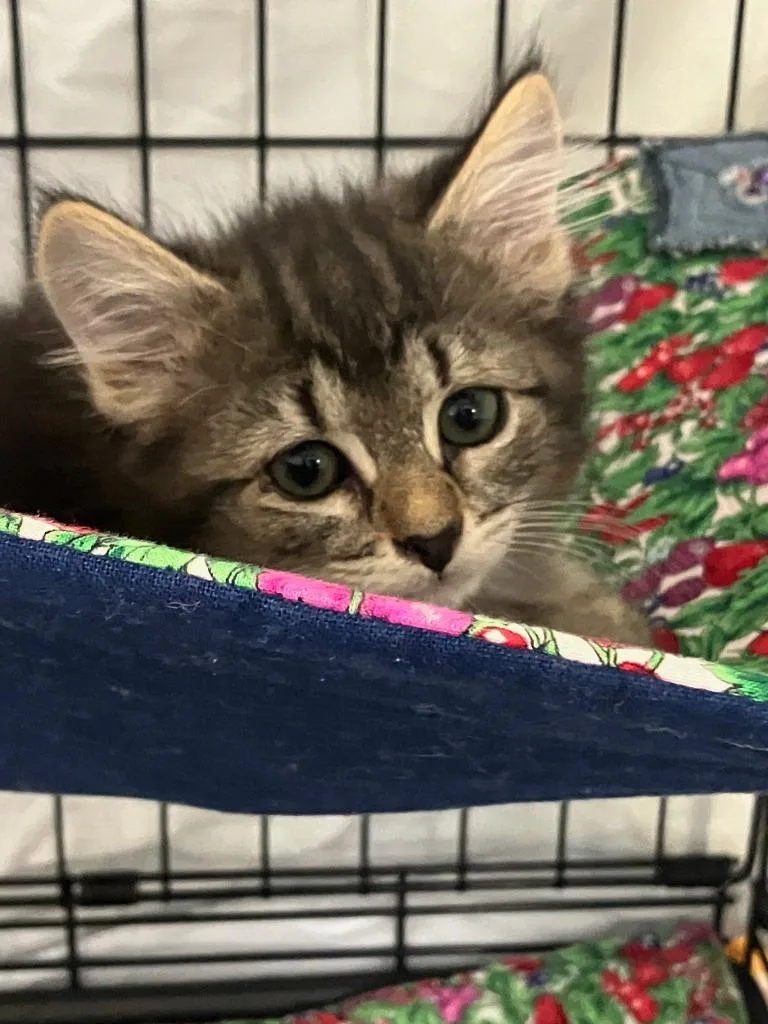 A baby small-sized female Domestic Short Hair cat named Maria for adoption in Lunenburg, MA