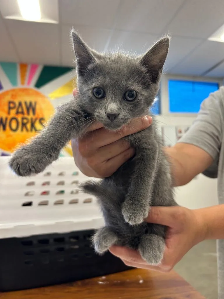 A baby small-sized male Domestic Short Hair cat named Russell for adoption in Thousand Oaks, CA