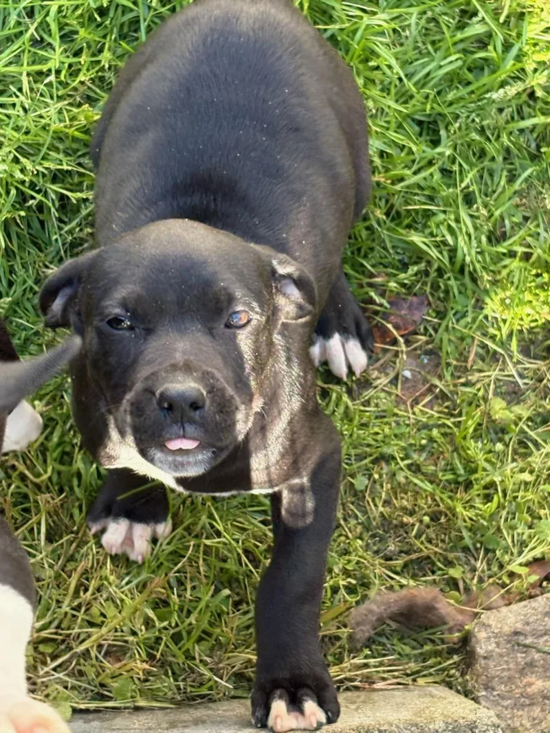 A baby medium-sized male Black Terrier dog named Sam for adoption in Greensboro, GA