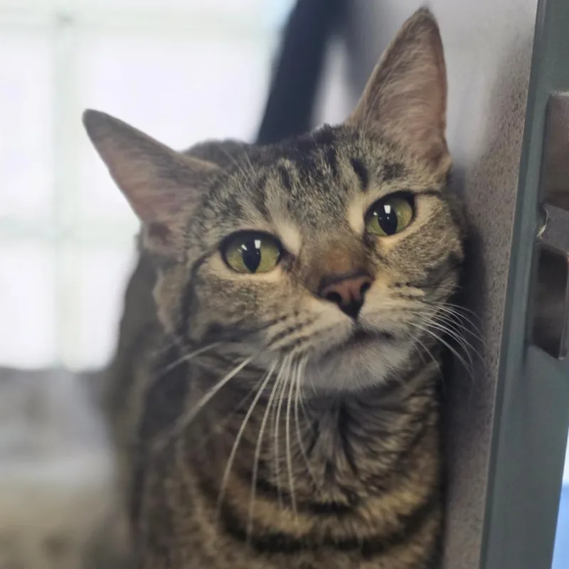 An adult medium-sized female Brown / Chocolate Domestic Short Hair cat named Artemis for adoption in Huntsville, AL
