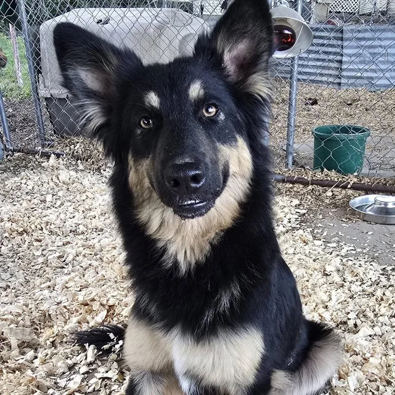 An adult medium-sized female Black German Shepherd Dog dog named Joliet for adoption in Tulsa, OK