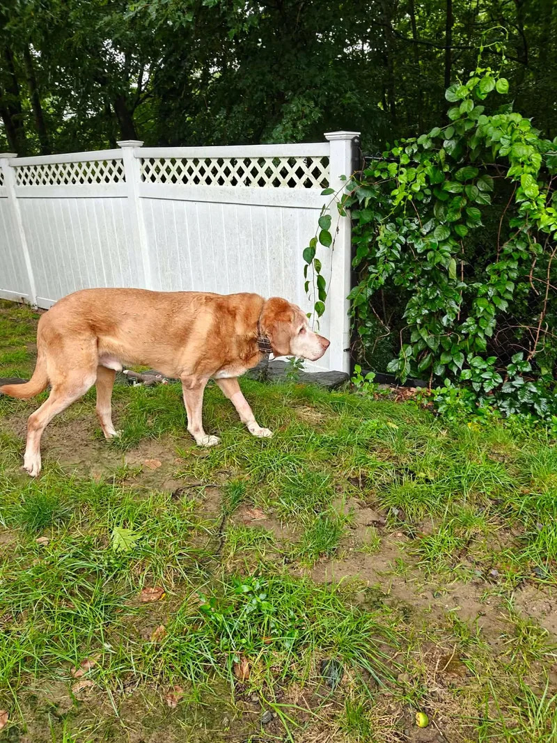 A senior large-sized male Golden Labrador Retriever dog named Rufus for adoption in Worcester, MA