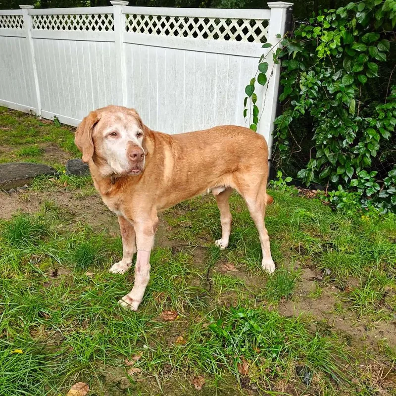 Rufus thumbnail 2