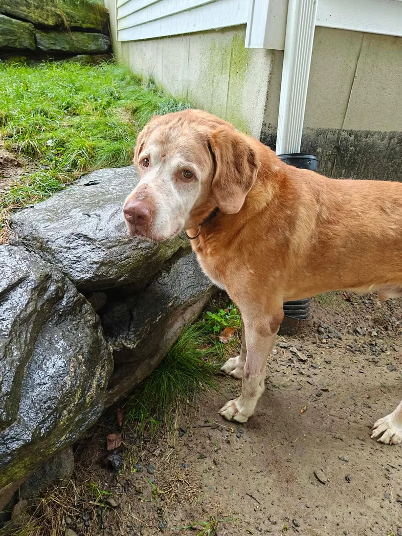 Rufus thumbnail 4