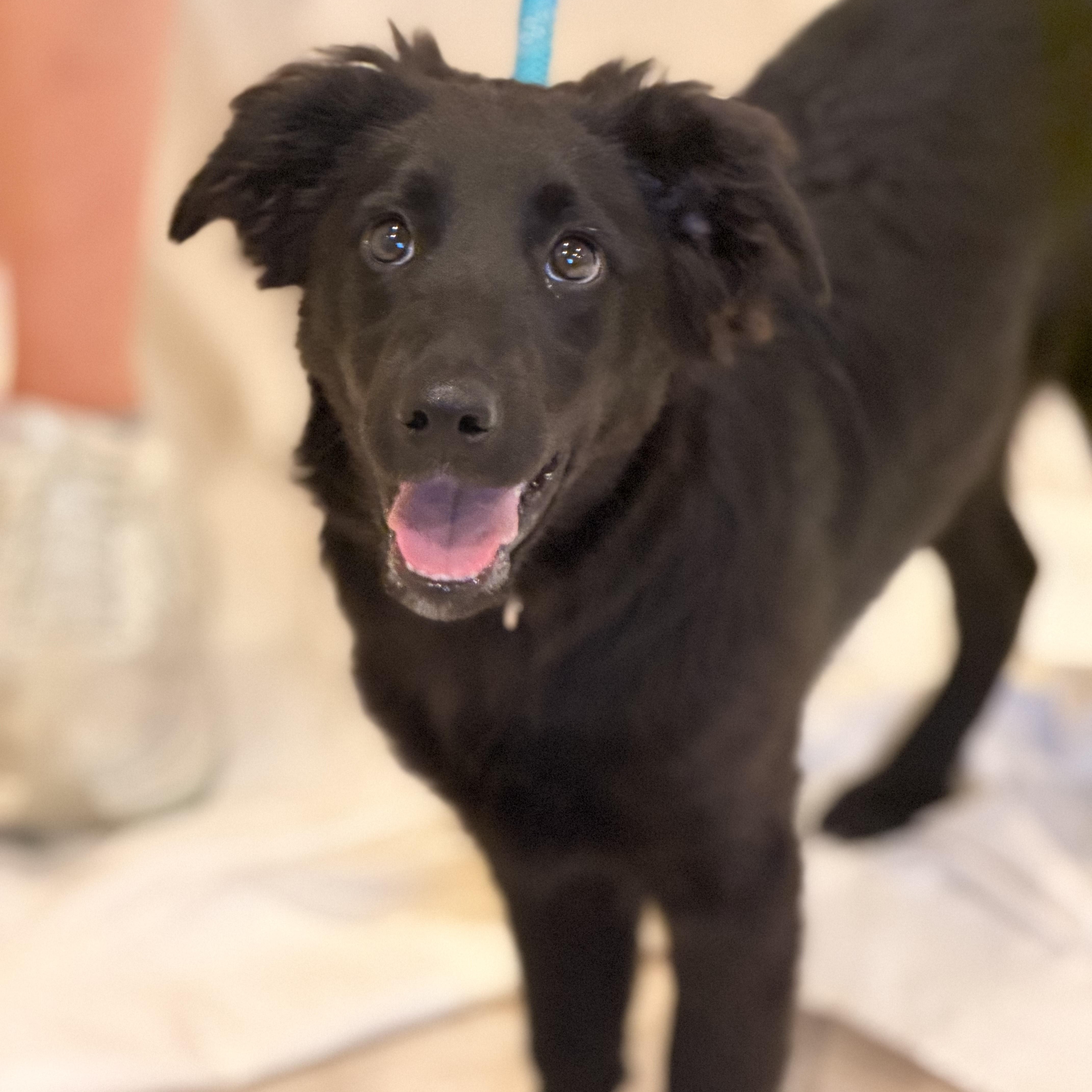 A baby medium-sized female Australian Shepherd dog named Karma for adoption in Sparta, NJ