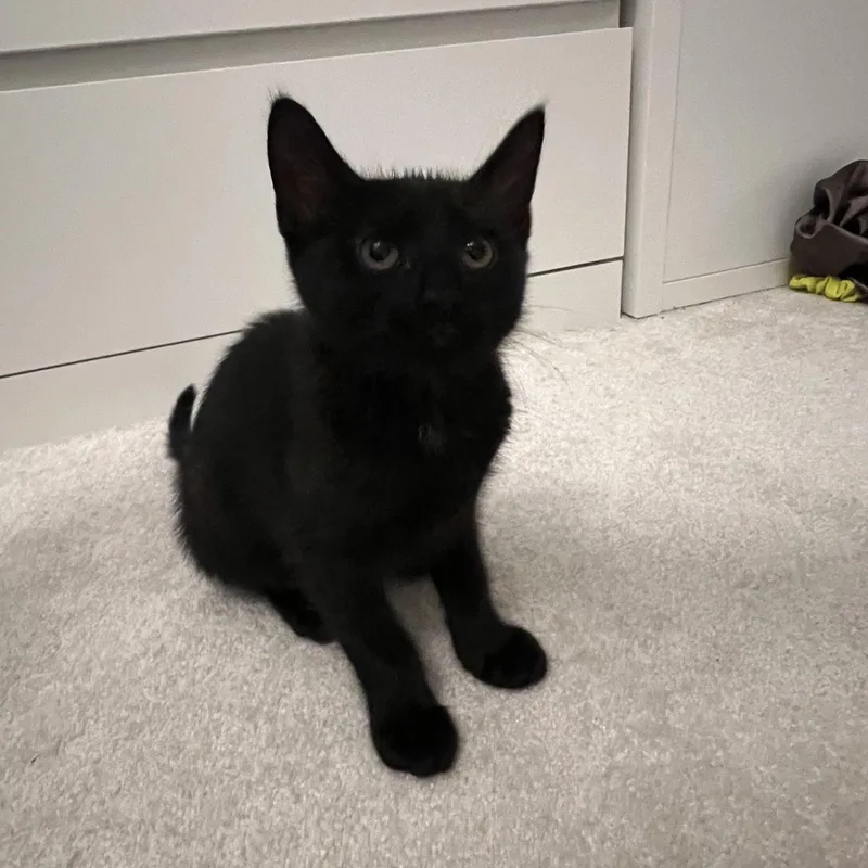A baby medium-sized female Black Domestic Short Hair cat named Ivy for adoption in Duluth, GA