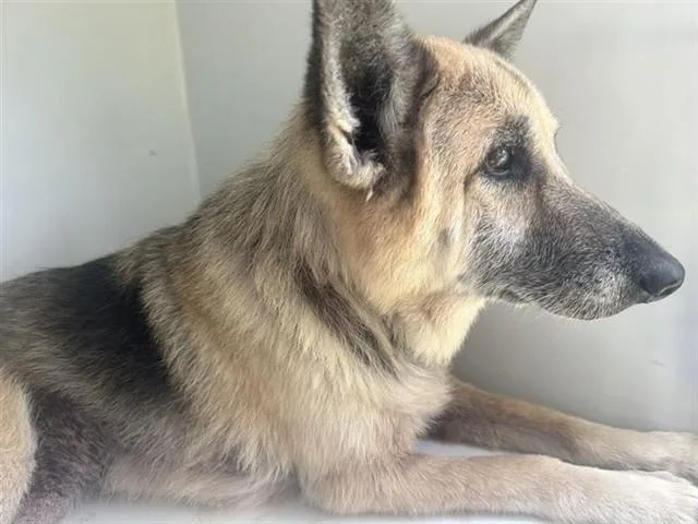 An adult large-sized female German Shepherd Dog dog named Audrey for adoption in Houston, TX