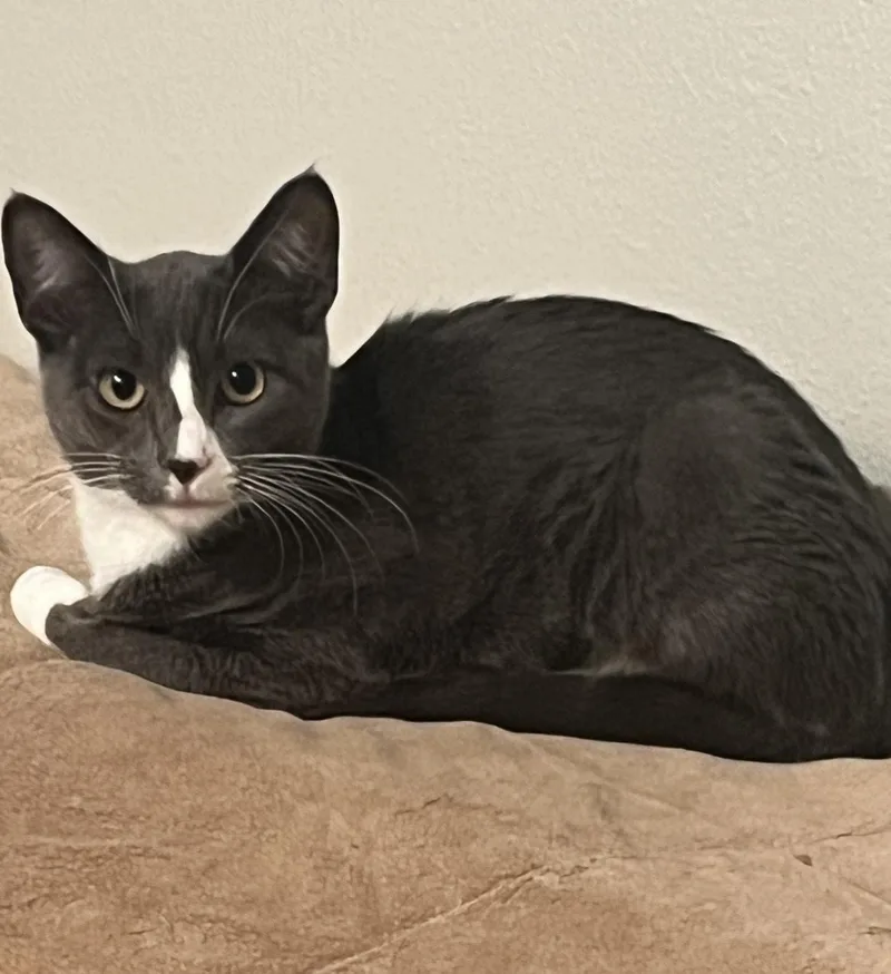A baby medium-sized female Gray & White Domestic Short Hair cat named Misty for adoption in Orange, CA