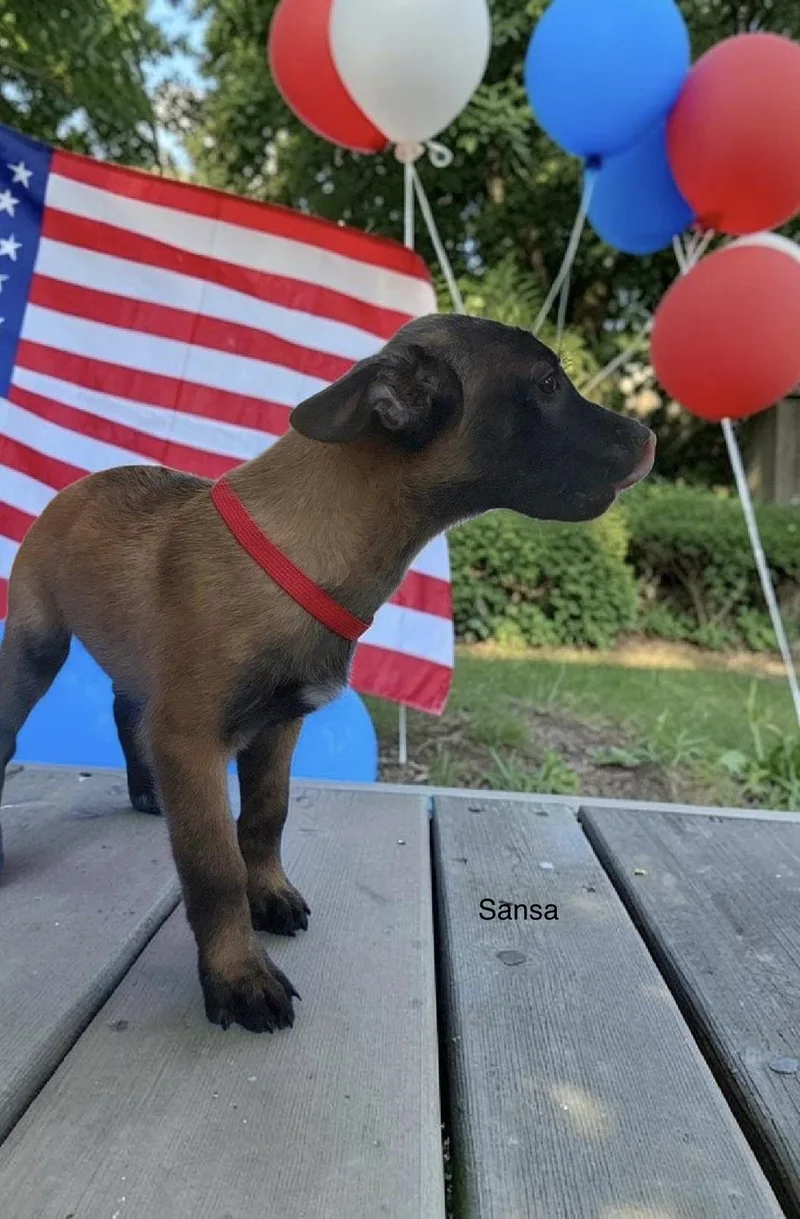 A baby medium-sized female Belgian Shepherd / Malinois dog named Sansa for adoption in Rome, GA