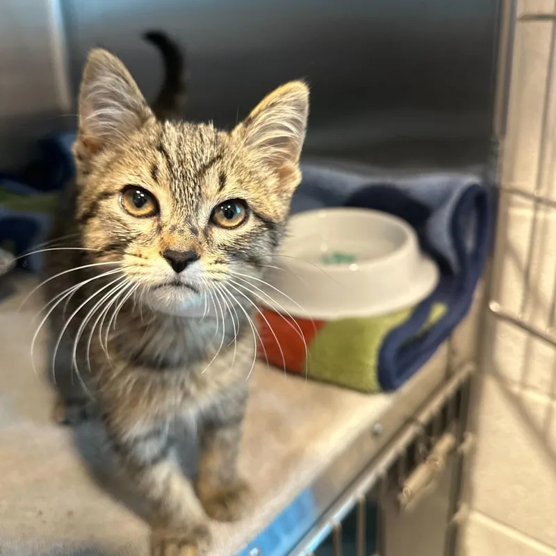 A baby small-sized female Brown / Chocolate Domestic Short Hair cat named Baylen for adoption in Matteson, IL