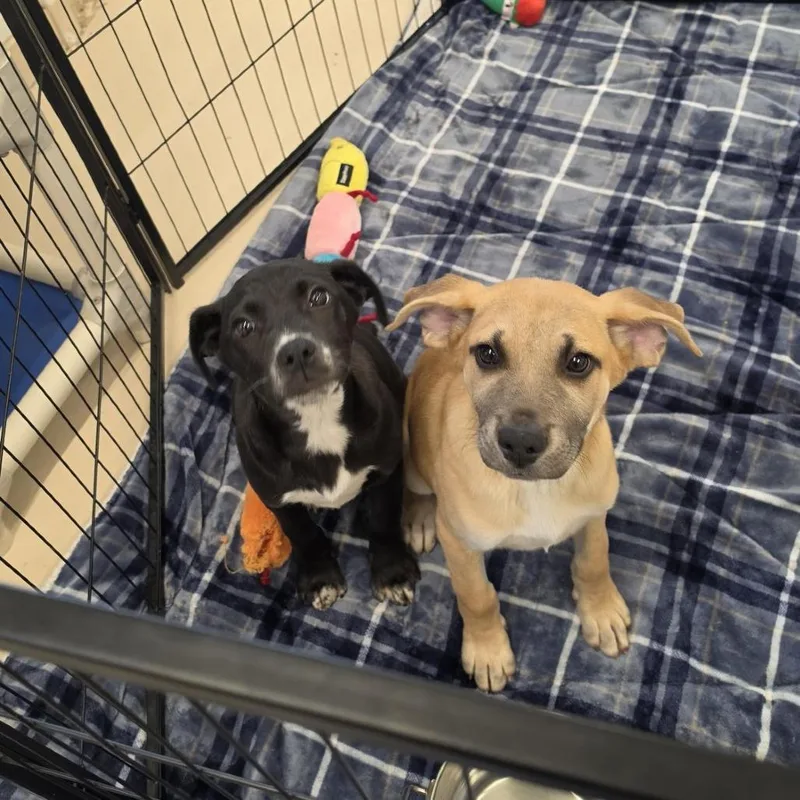 A baby small-sized male Black Hound dog named Jesse Pinkman for adoption in Delaware, OH