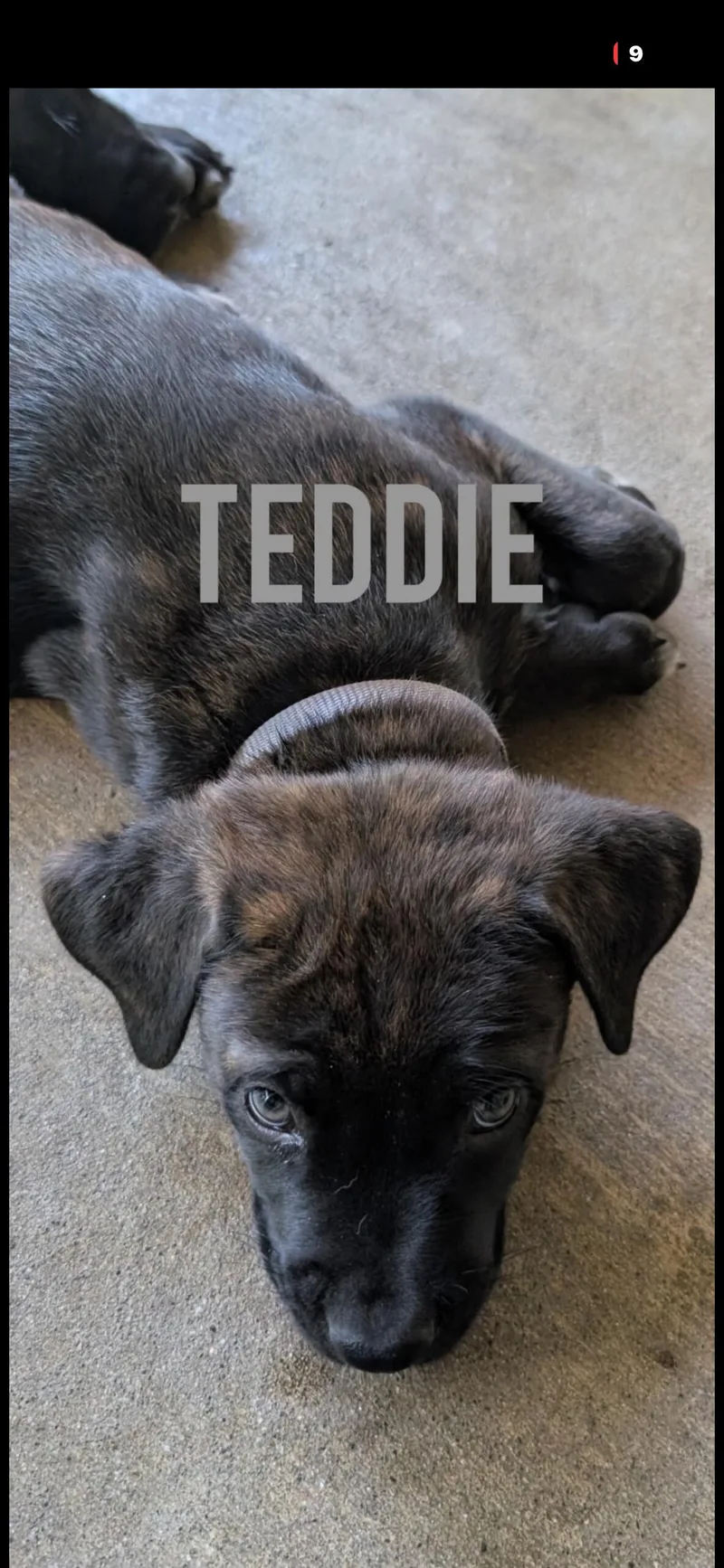 Teddy thumbnail 2