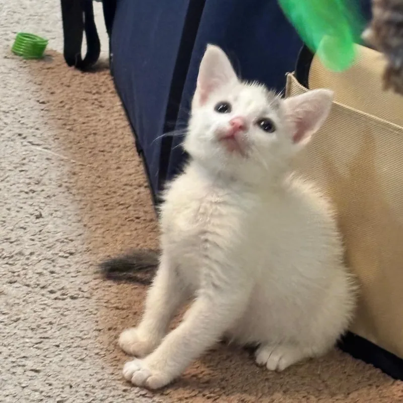 A baby small-sized female Domestic Medium Hair cat named Lampy for adoption in Commerce City, CO