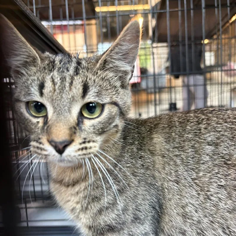 A young medium-sized male Brown / Chocolate Domestic Short Hair cat named Drew for adoption in Huntington, WV