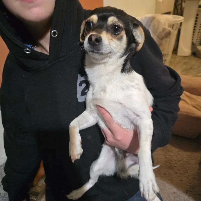 A young small-sized male Black Jack Russell Terrier dog named Ricardo for adoption in Klamath Falls, OR