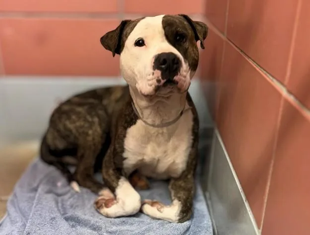 An adult large-sized male Staffordshire Bull Terrier dog named Stone for adoption in Houston, TX