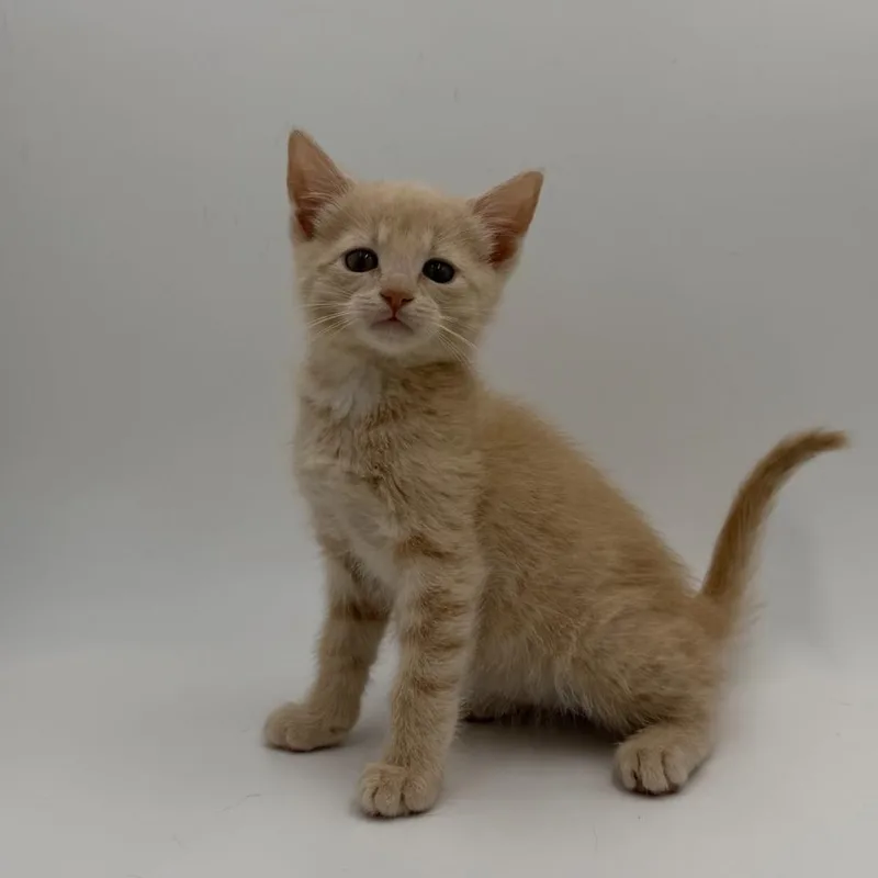 A baby medium-sized female Domestic Short Hair cat named Mustard for adoption in State College, PA