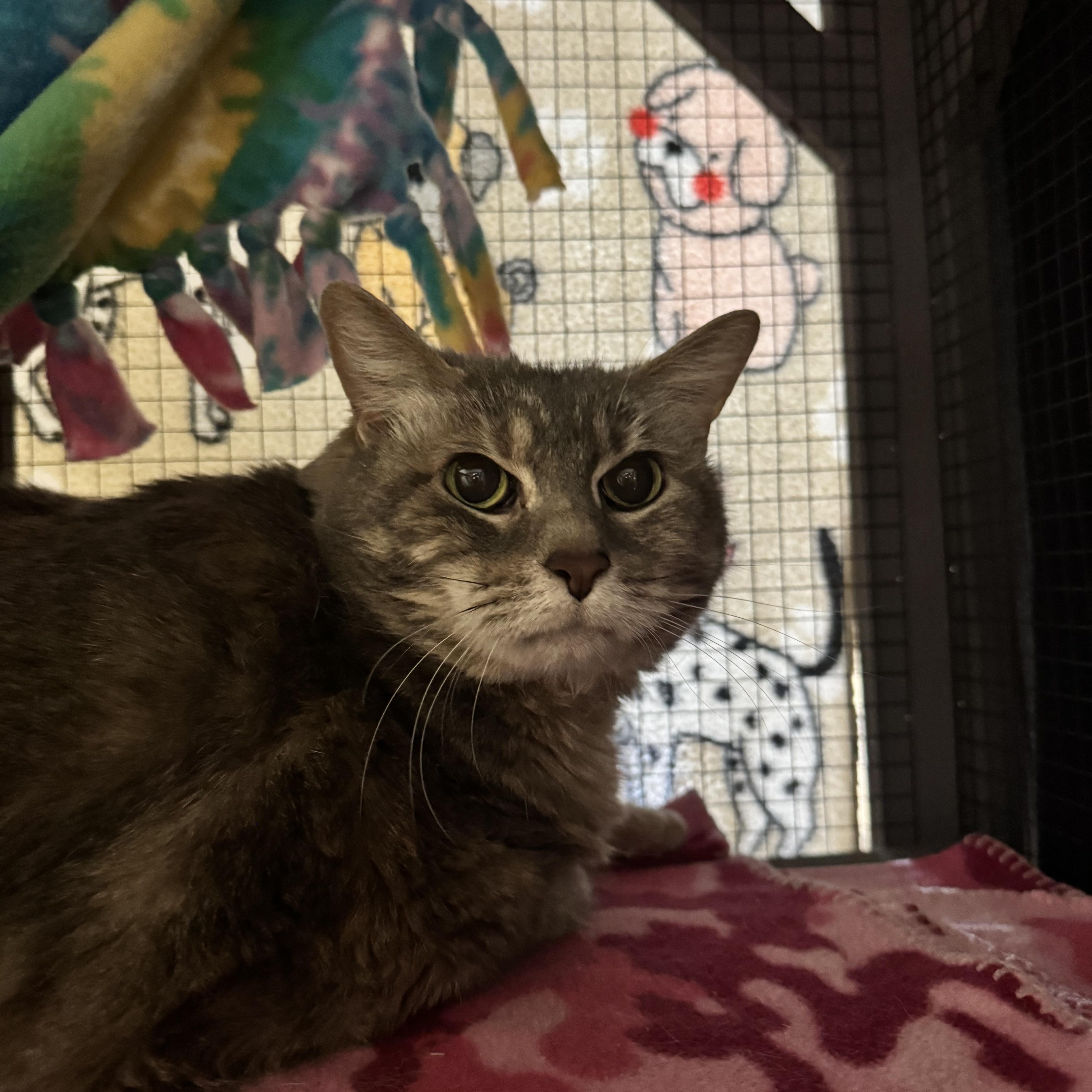 A senior large-sized female Torbie Domestic Short Hair cat named Candy for adoption in Dodgeville, WI
