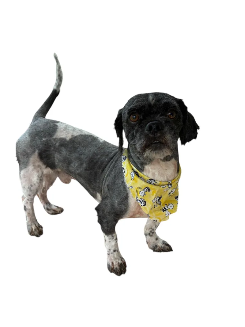 An adult small-sized male Black Shih Tzu dog named Lance for adoption in Arlington, TX
