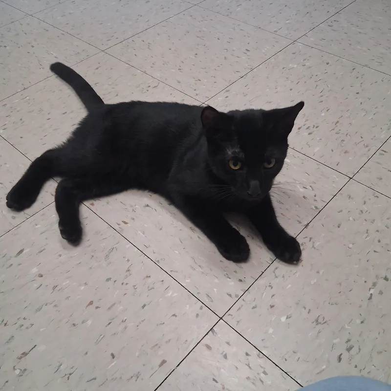 A baby medium-sized male Black Domestic Short Hair cat named Coffee for adoption in Onley, VA