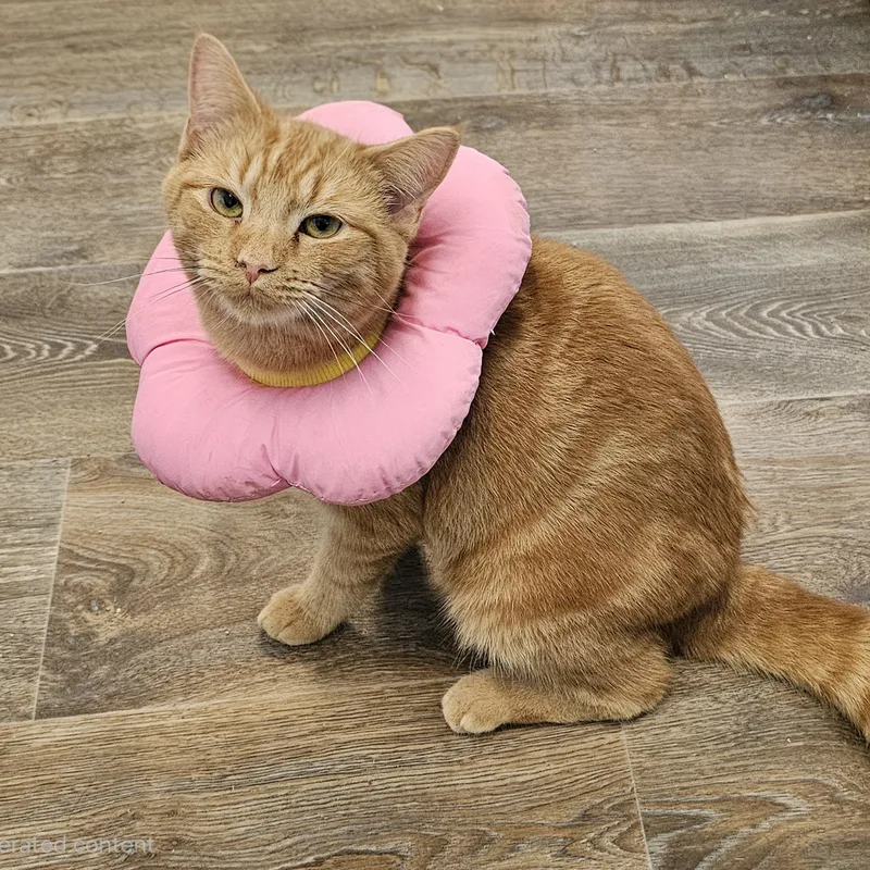 A young medium-sized male Orange / Red Domestic Short Hair cat named Pumpkin for adoption in Waynesville, NC