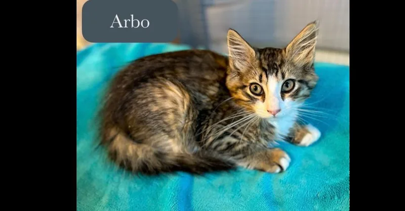 A baby small-sized male Domestic Long Hair cat named Arbo for adoption in Chalfont, PA
