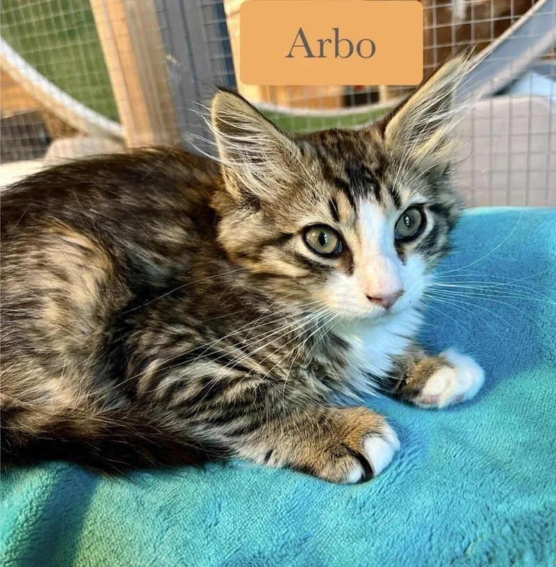 Arbo thumbnail 2