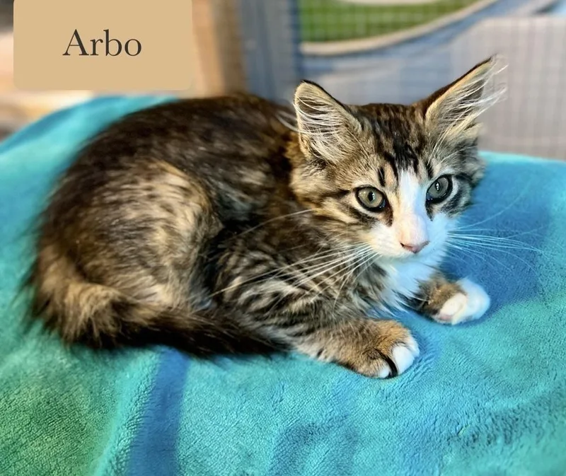 Arbo thumbnail 4