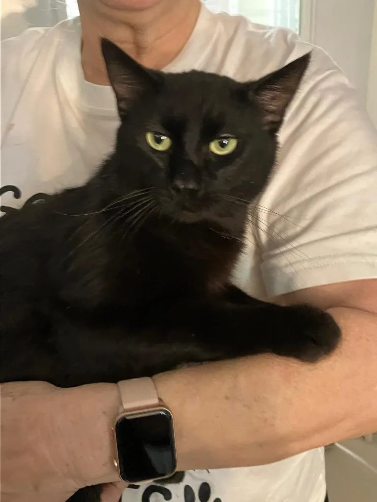 A young medium-sized male Black Domestic Short Hair cat named Grant for adoption in Heathsville, VA
