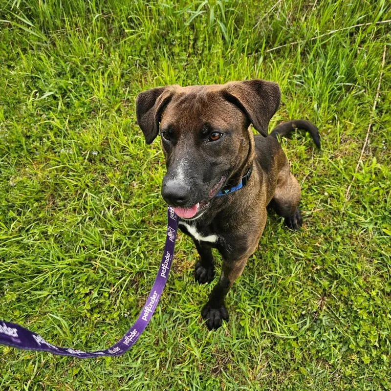 A young medium-sized male Brown / Chocolate Mixed Breed dog named Briar for adoption in East Smithfield , PA