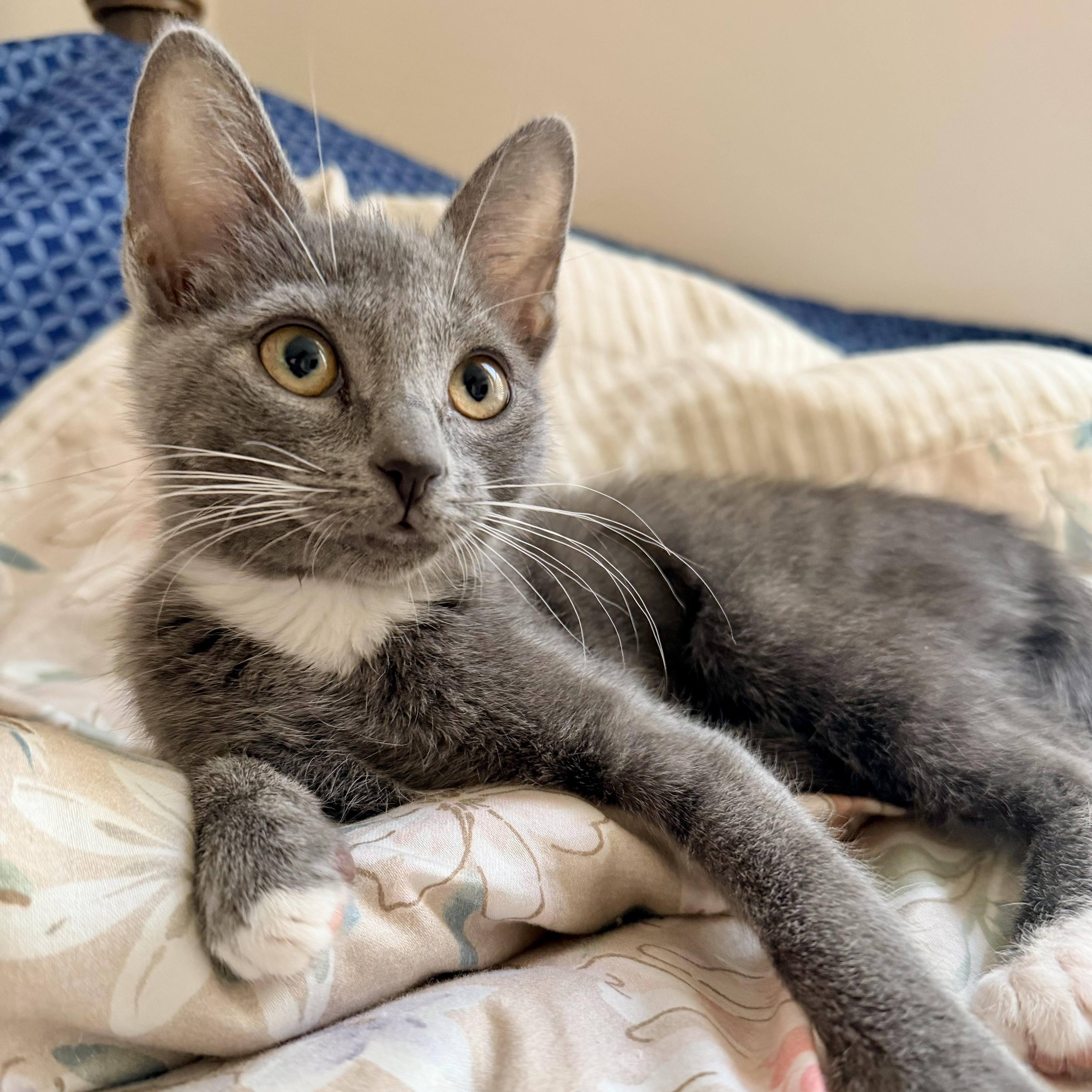 A baby small-sized female Gray & White Domestic Short Hair cat named Perplexity for adoption in Richmond, VA