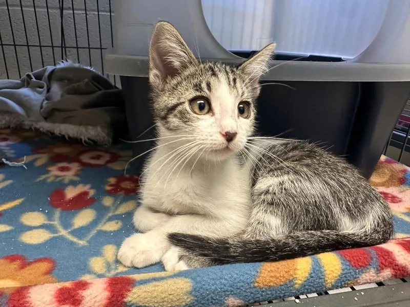 A baby small-sized male Domestic Short Hair cat named La for adoption in Blountville, TN