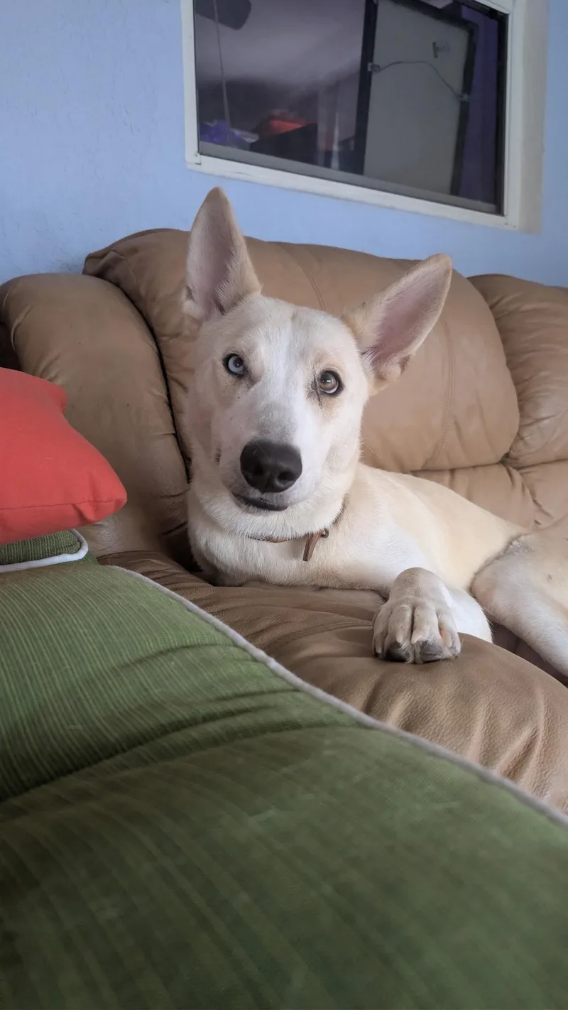 An adult medium-sized female Carolina Dog dog named Stef for adoption in Port Saint Lucie, FL