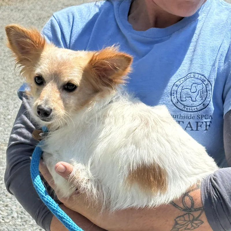 A young small-sized male White / Cream Chihuahua dog named Pedro for adoption in Meherrin, VA