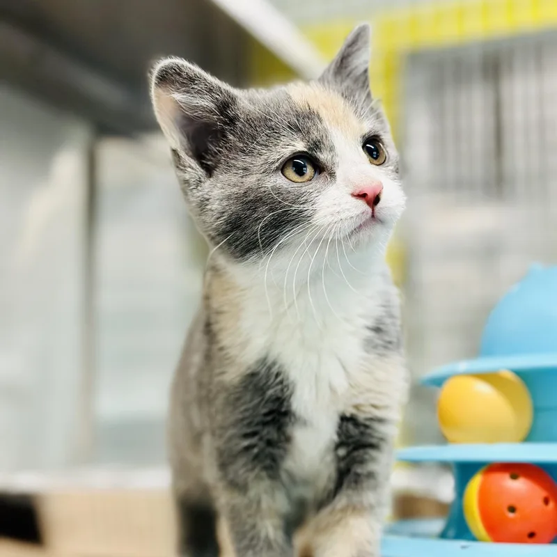 A baby medium-sized female Dilute Calico Domestic Short Hair cat named Cinnamon for adoption in Jackson, NJ