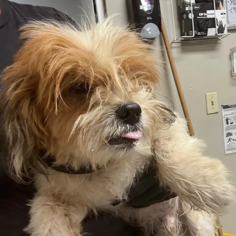 A senior small-sized male Yellow / Tan / Blond / Fawn Mixed Breed dog named Trex for adoption in Yuma, AZ