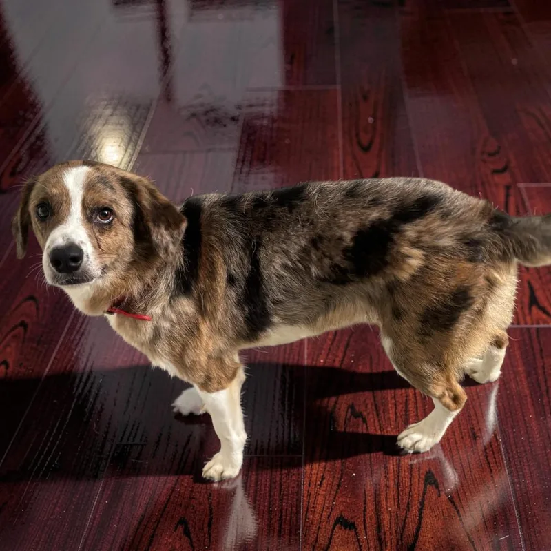 Koda