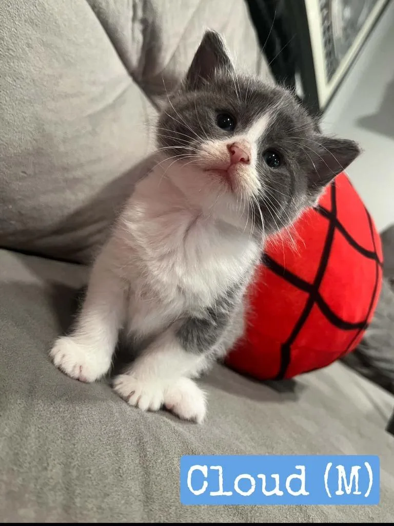 A baby medium-sized male Domestic Short Hair cat named Cloud for adoption in Hamilton, OH