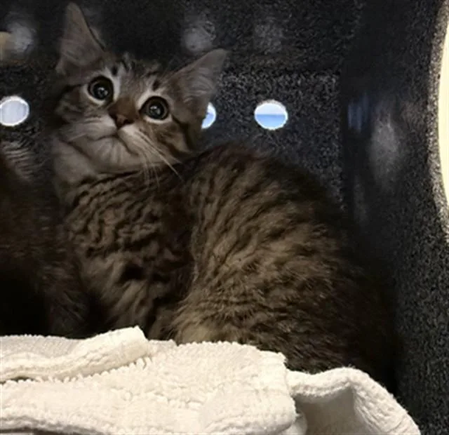 A baby small-sized male Domestic Short Hair cat named Dash for adoption in San Jose, CA