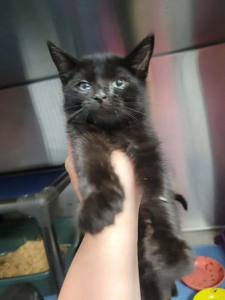 A baby medium-sized male Domestic Short Hair cat named Gidget for adoption in Republic, MO