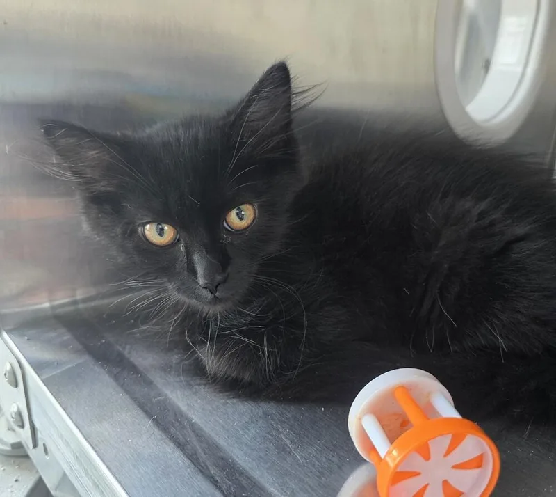 A baby small-sized male Black Domestic Long Hair cat named Barry for adoption in Wellington, KS
