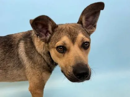 An adult large-sized male Shepherd dog named Scout for adoption in Woodbury, MN