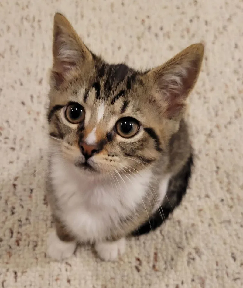 A baby small-sized male Tabby (Brown / Chocolate) Domestic Short Hair cat named Buzzy for adoption in Duxbury, MA